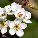 나무펜션 이미지