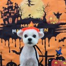 밀리아 펫살롱 이미지