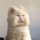 금와