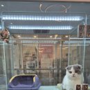 하이멍냥 강아지분양 고양이분양 서울본점 | 하이멍냥 강아지분양 고양이분양 서울 본점 강동구 고양이 펫 분양 feat.고래힐상가 위치