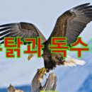 독수리 이미지