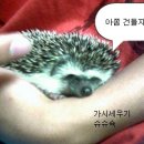 또취 이미지
