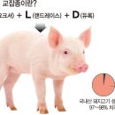 금돼지삼겹살 네이버블로그