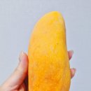 무지개 | 내돈내산 민들레몬 무지개망고 후기 달달한망고 선물과일 망고후기
