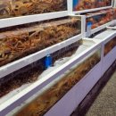 동남호대게 이미지