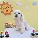 오늘도 해맑개 이미지