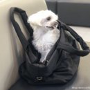 24시 더나은 동물메디컬 센터 이미지