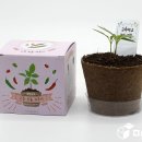 왕성농장 이미지