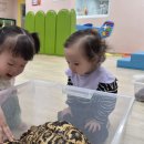레오파드 육지거북을 만나요(마이쥬) 이미지
