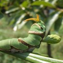 나비 한살이 이미지