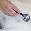 신흥동물병원 이미지