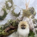 털뭉치이발소 이미지