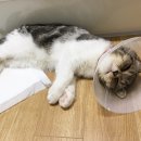 제일종합동물병원 이미지