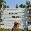 김제호두마루애견카페샵 | 전북 김제 대형견도 마음껏 수영하는 곳!