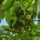 소초농장 이미지