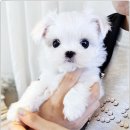 강아지분양 애견입양 아이러브독 수원점 말티푸미니비숑포메 이미지
