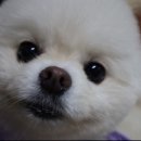 개포별빛동물병원 이미지