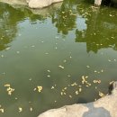 비밀의 사원 이미지