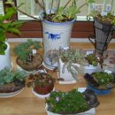 들꽃나라 이미지