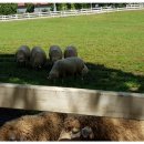 두곡목장 이미지