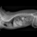 24시 애니동물병원 이미지