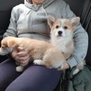 한수풀동물병원 이미지