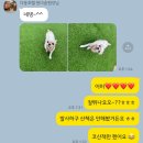 다둥 반려견 호텔 유치원 이미지