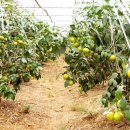 오상농장 이미지