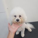 애견미용실 이미지