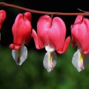 임하 동경주식회사   예락마을 | 역사의 조작 목적 (조선사 편수회)