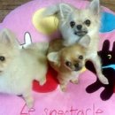 똥강새이 이미지