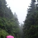 숲의 치유효과 - 양산 대운산 장성 축령산 소개 이미지