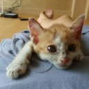 삼척동물병원 이미지