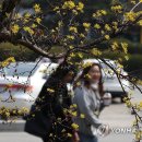 봄의기운 이미지