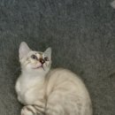 MJ캐터리 이미지