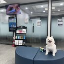 문정탑 동물병원 | 일산 24시 탑케어동물의료원 강아지 전신 표지성 모낭염 피부질환 치료 벳이즈 엑소좀 주사 후기