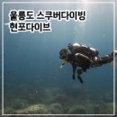 울릉도 여행 현포다이브 스쿠버다이빙 프리다이빙 | 추천 액티비티 비용 위치