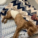 (주)서울덴탈 | 신길 동물병원 ‘동물의료센터 24인치’ 슬개골탈구 검진 및 수술 결정