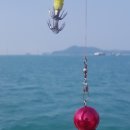 남해쭈꾸미 이미지