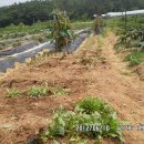 봉산농장 이미지