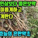 냉이(제채)--혈액순환을 원활히 해주고, 손상된 간을 회복시키며, 비장과 위장을 튼튼하게 하고, 몸의 활력을 높이며 눈을 밝게 한다 조 이미지