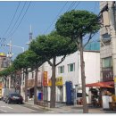 정은이발 이미지