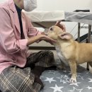 잘살개(J·DOG) 네이버블로그