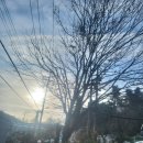 경기도 광주시 알파산업 느티나무 벌목 전지