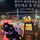 빅보스라운지펍 | 광안대교 뷰 맛집 강아지동반 애견동반 광안리술집 빅보스 라운지 펍 주차정보