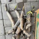 화련농장 이미지