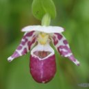 ﻿털복주머니난(털복주머니란) [Spotted lady’s slipper] 이미지