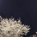 버블독스진주