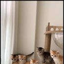 조이퍼피 강아지분양 네이버블로그