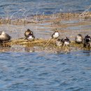 청둥오리 이미지